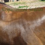 horses sweat patterns