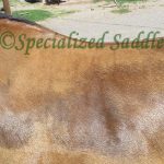 horses sweat patterns