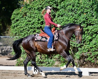 TW Saddlery Review