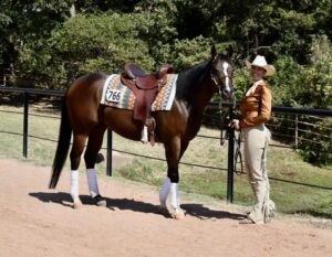 Western Dressage saddle fit 5