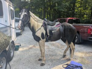 Rockin Rhythm beads Specialized Saddles – Customer Review 