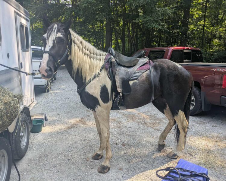 Rockin Rhythm beads Specialized Saddles – Customer Review